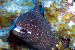 Good detail on an eel. Casio exilim z1200 by Andrew Macleod 